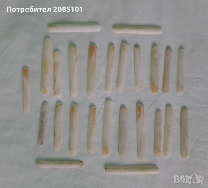 Морски миди, снимка 1