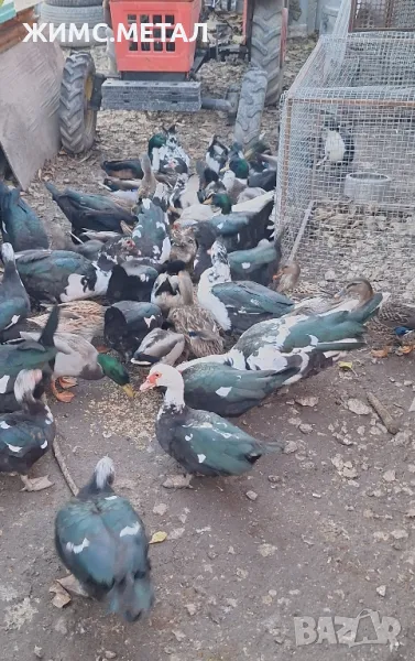 Домашни патици, снимка 1