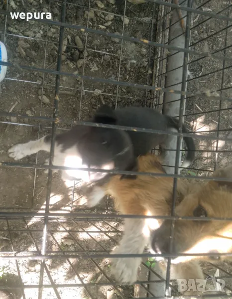 Малки кученца на три месеца дребна порода, снимка 1