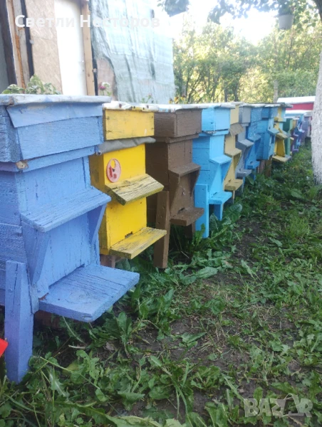 Пчелни отводки , снимка 1