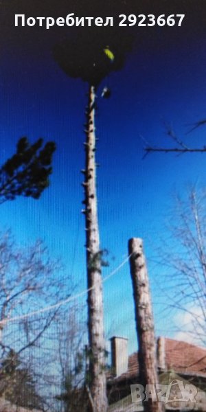 Рязане и кастрене на високи и опасни дървета-абонаментна поддръжкаа , снимка 1