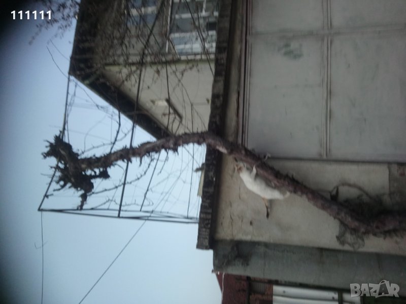 Лоза става за декорация за игра и катерене на котки , снимка 1