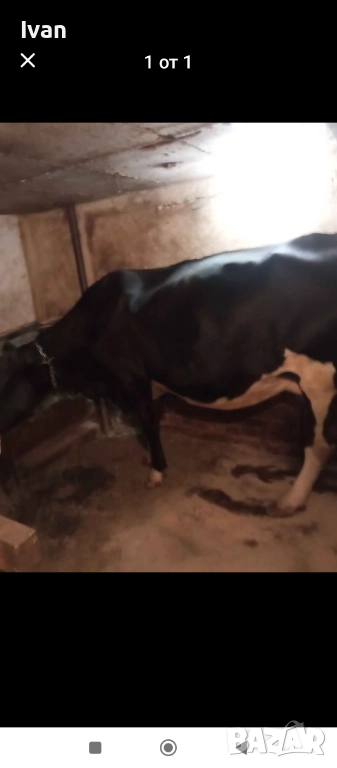 Крава, снимка 1