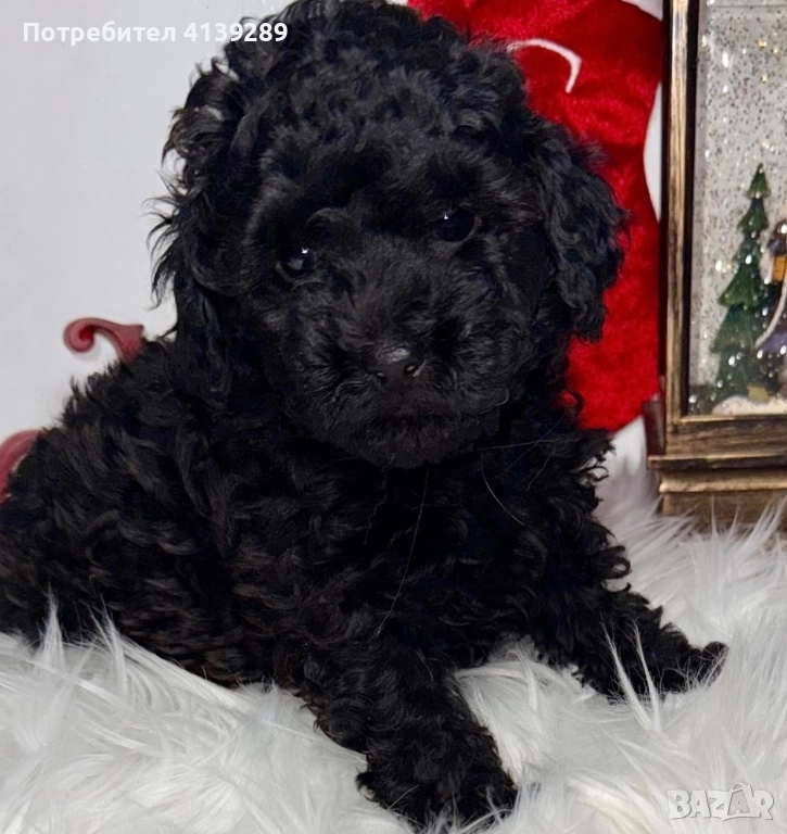 Пудел мини мини , снимка 1