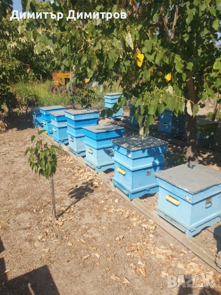 Пчелни семейства , снимка 1