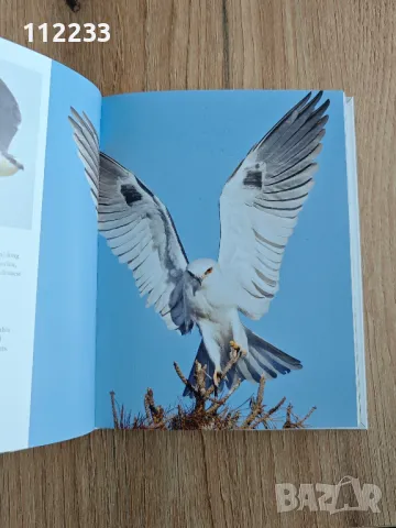 Birds of prey Хищни птици, снимка 3 - Други - 48353733