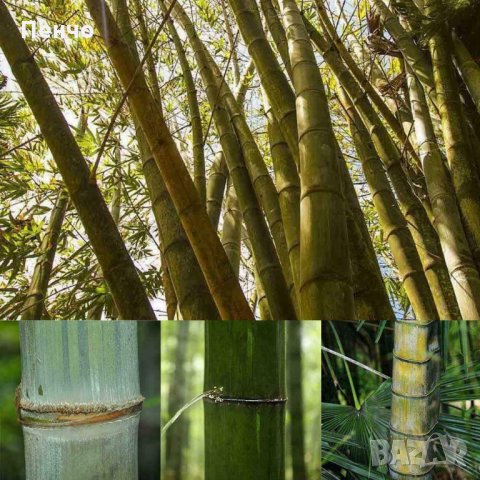 40 броя редки бамбукови семена зелен бамбук Moso-Bamboo Pla мосо бамбо растение декорация украса за , снимка 6 - Сортови семена и луковици - 27687066
