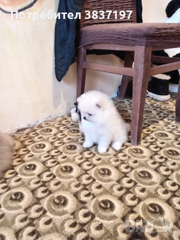 3 мъжки и 1 женско , снимка 3 - Померан - 53296873