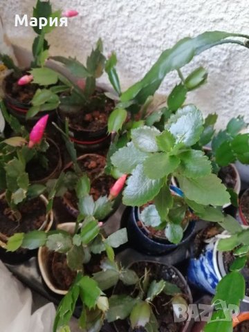 Коледничета в бяло,в циклама,червено и в розово- домашно отгледа,както и каланхое в розово и жълто  , снимка 9 - Стайни растения - 27149951