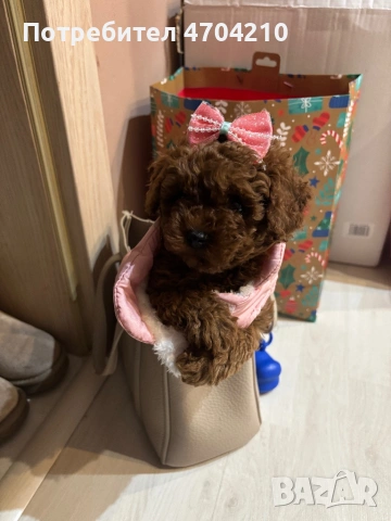 Мини Той пудел 