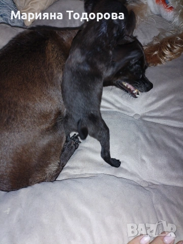 Пинчер, снимка 9 - Пинчер - 53447224