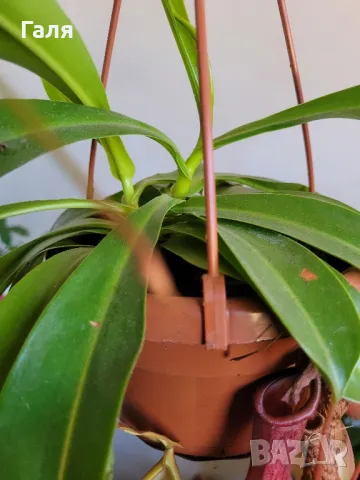 Насекомоядно Растение - Nepenthes , снимка 2 - Стайни растения - 47837725