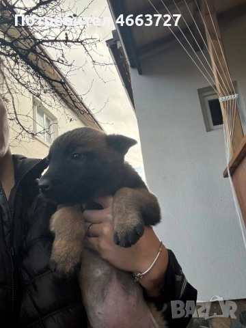 Продавам Белгийски овчарки, снимка 11 - Белгийска овчарка - 52579124