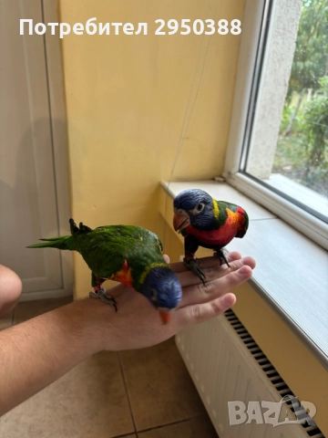 Папагали многоцветно лори млади, снимка 3 - Папагали - 52434280