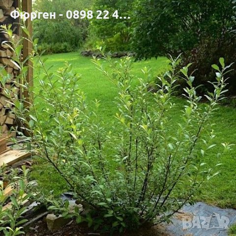 Бреза 100-150см за 11лв , размер 200-220см за 21лв и Налични 3 вида Върби , снимка 9 - Разсади - 38067285