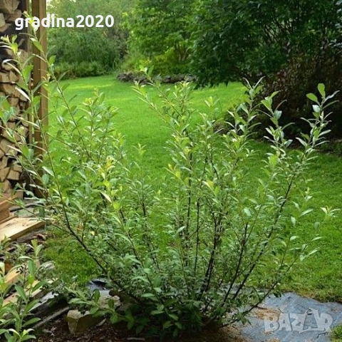 Бреза и Върба, снимка 10 - Градински цветя и растения - 27205053