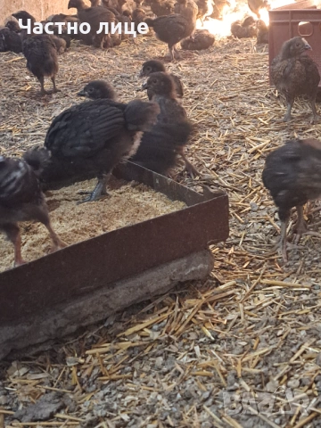 Пилета супер харко, снимка 6 - Кокошки и пуйки - 53442340