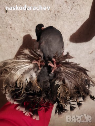 Магнитогорски руски гълъби , снимка 14 - Гълъби - 43151117