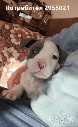 American Bully pitbull , снимка 5 - Други - 49230840