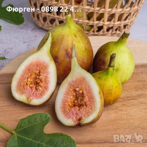 Смокиня „Брунсуик“ (Ficus carica ‘Brunswick’), снимка 2 - Разсади - 52356566