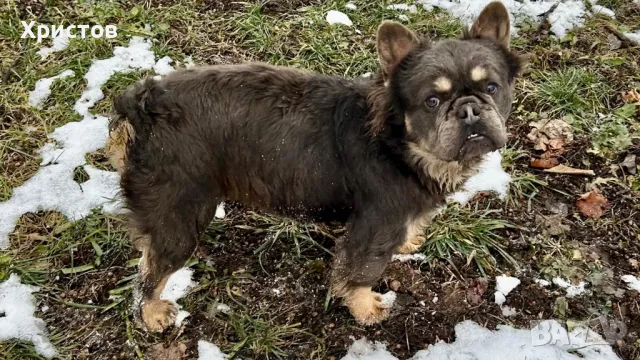 Мъжки френски булдог (Флъфи, Флуфи) за разплод, снимка 9 - Френски булдог - 49184248