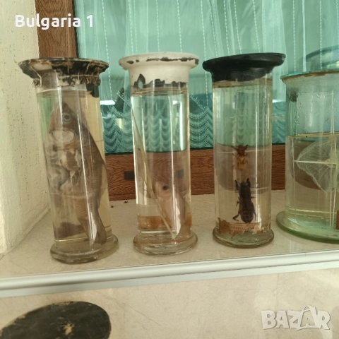 Консервирани Препарирани влечуги животни и морски обитатели в стъкленица, снимка 10 - Други - 52479835