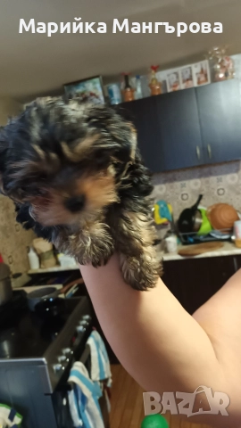 Мъжки мини йорки , снимка 3 - Йоркширски териер - 52923794