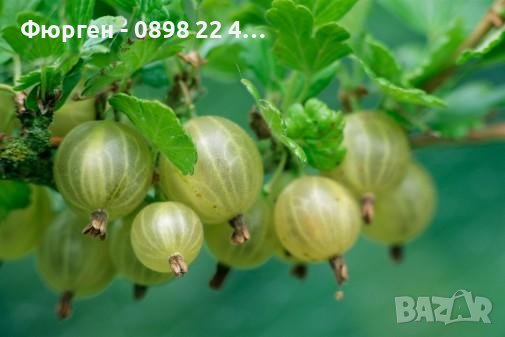 Цариградско грозде, Бодливо грозде Бяло и червено, снимка 2 - Разсади - 42940754