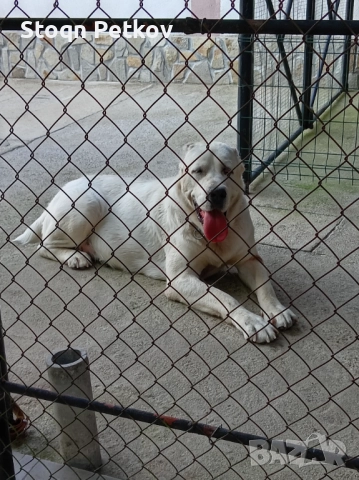 Женски алабай , снимка 2 - Алабай - 52176968