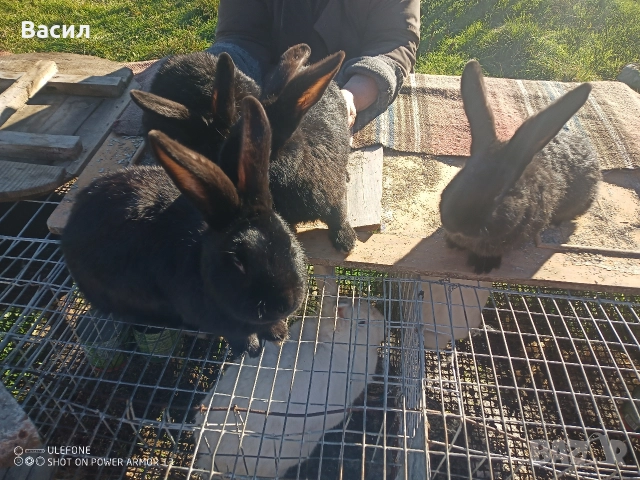 Зайци домашни , снимка 12 - Други животни - 51395663