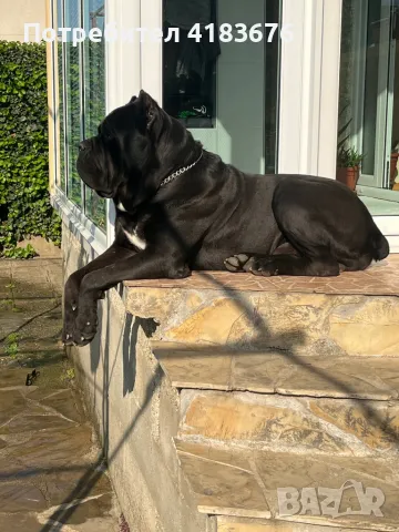 Кане Корсо за разплод, снимка 3 - Кане корсо - 47313587