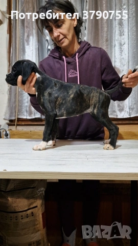 Боксер , снимка 7 - Боксер - 53012002