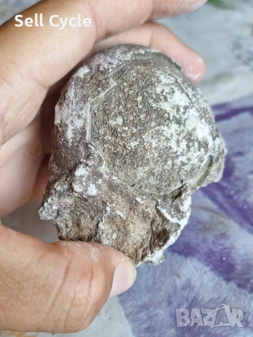 ✅ФОСИЛ - МОРСКИ ТАРАЛЕЖ ❗, снимка 4 - Други ценни предмети - 51165922