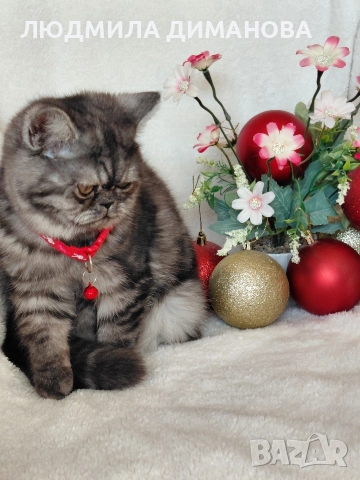 Персийско екзотично момиче. , снимка 5 - Персийска - 52690091