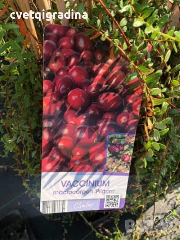 Viccanum Piligrim-Боровинка, снимка 2 - Градински цветя и растения - 52164309