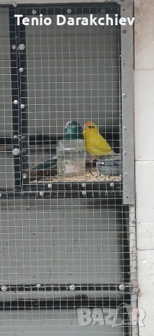 свобадни, снимка 5 - Папагали - 52853845