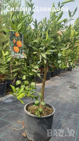 Мандарина, Лимон , снимка 9 - Градински цветя и растения - 51814230