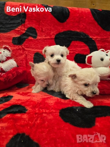 мини малтийски болонки, снимка 6 - Болонка - 53008355