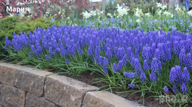 Мускари / Кукувиче грозде