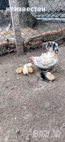 Продавам декоративни птици , снимка 7 - Гълъби - 50857848