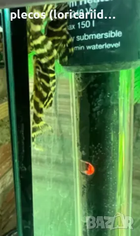 HYPANCISTRUS L333, снимка 4 - Рибки - 49397514