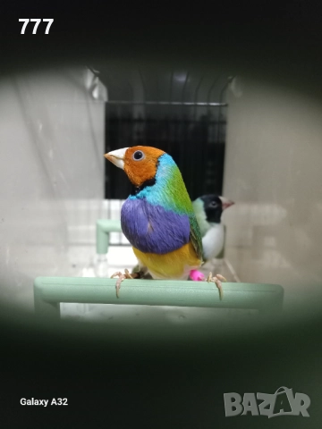 Гулдови амадини, снимка 3 - Амадини - 46601486