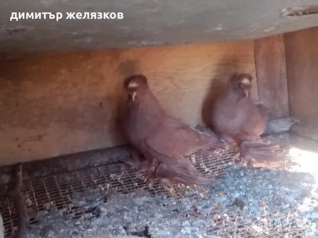 Гълъби демкежи