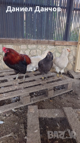 Оплодени яйца от Араукана, снимка 10 - други­ - 48810608