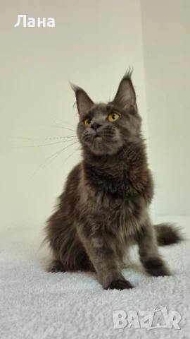 Мейн кун коте, снимка 5 - Мейн кун - 35948872