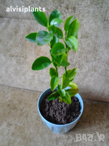Младо мандариново дръвче за декорация и свежест в Стайни растения в гр.  Карлово - ID39453703 — Bazar.bg