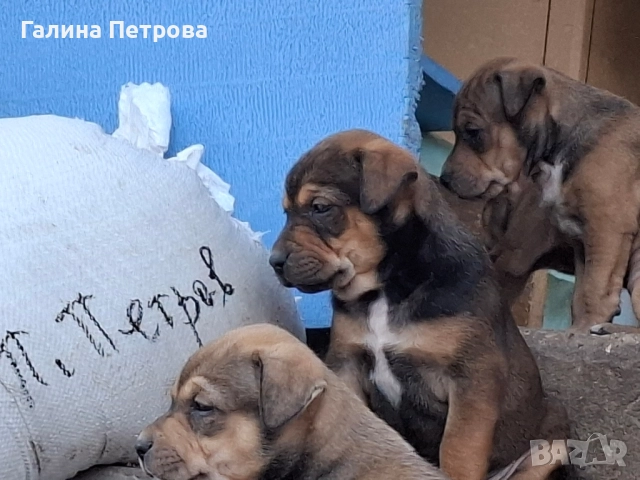 Бебета питбули си търсят грижовни стопани