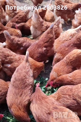 налични кокошки носачки Ломан браун , снимка 4 - Кокошки и пуйки - 51860824