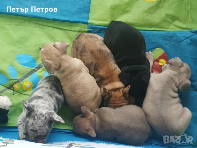 френски булдог -булдочета , снимка 3 - Френски булдог - 51929954