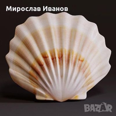 миди от остров Мадейра, снимка 1